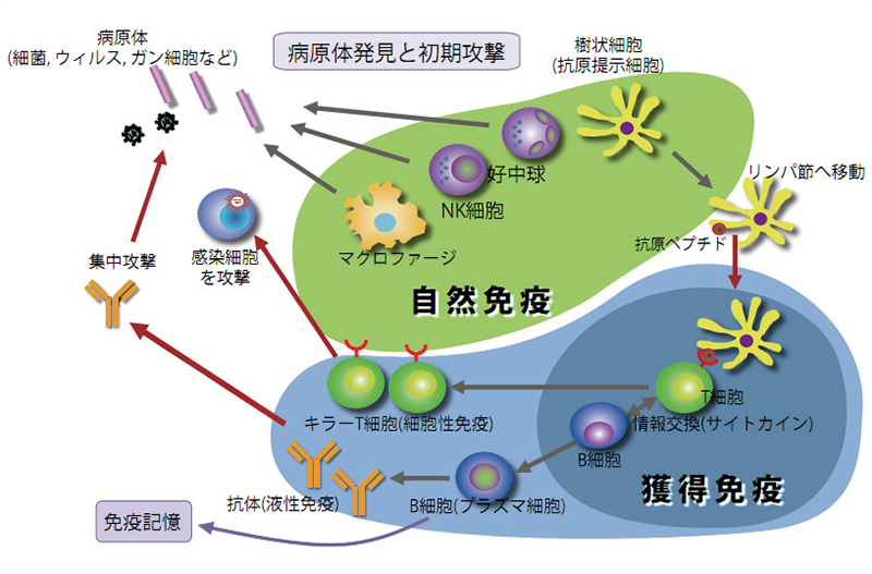 免疫システムの概要