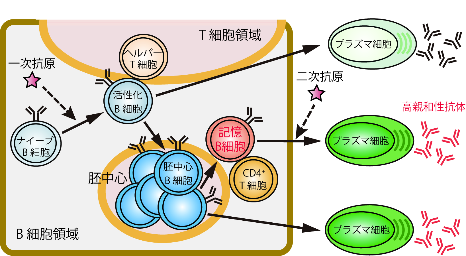 図１ 抗原刺激時の脾臓における記憶B細胞の分化